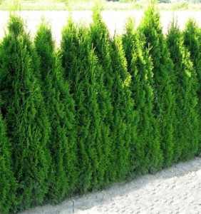 Hecken-Pflanzen-kaufen - Thuja occidentalis `Smaragd´ Smaragd-Lebensbaum