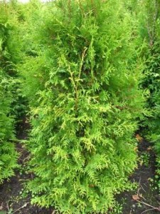 Hecken pflanzen kaufen -Thuja occidentalis `Brabant´, Brabant-Lebensbaum