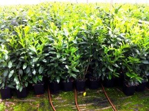 Hecken pflanzen kaufen -Prunus laurocerasus `Novita´, Kirschlorbeer