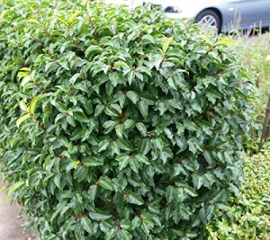 Hecken-Pflanzen-kaufen - Prunus lusitanica 'Angustifolia', Portugiesische Lorbeerkirsche 'Angustifolia