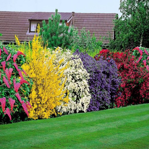60+ Immergrüne Stauden Winterhart, Eine hecke, die immergrün und
